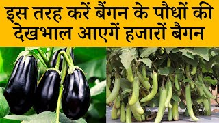 इस तरह करें बैंगन के पौधों की देखभाल आएगें हजारों बैगन | How To Take Care Eggplant Plants In Hindi