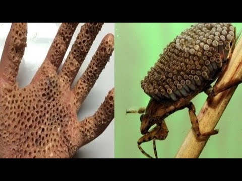 فيديو: حشرة حادة الرأس لا ترحم
