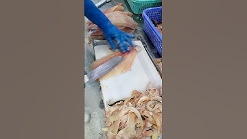 Tạo hình cá tra ở cửu long AG