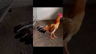 King rooster 41 | chicken #chicken #roosters #chickenbreeds #birds
