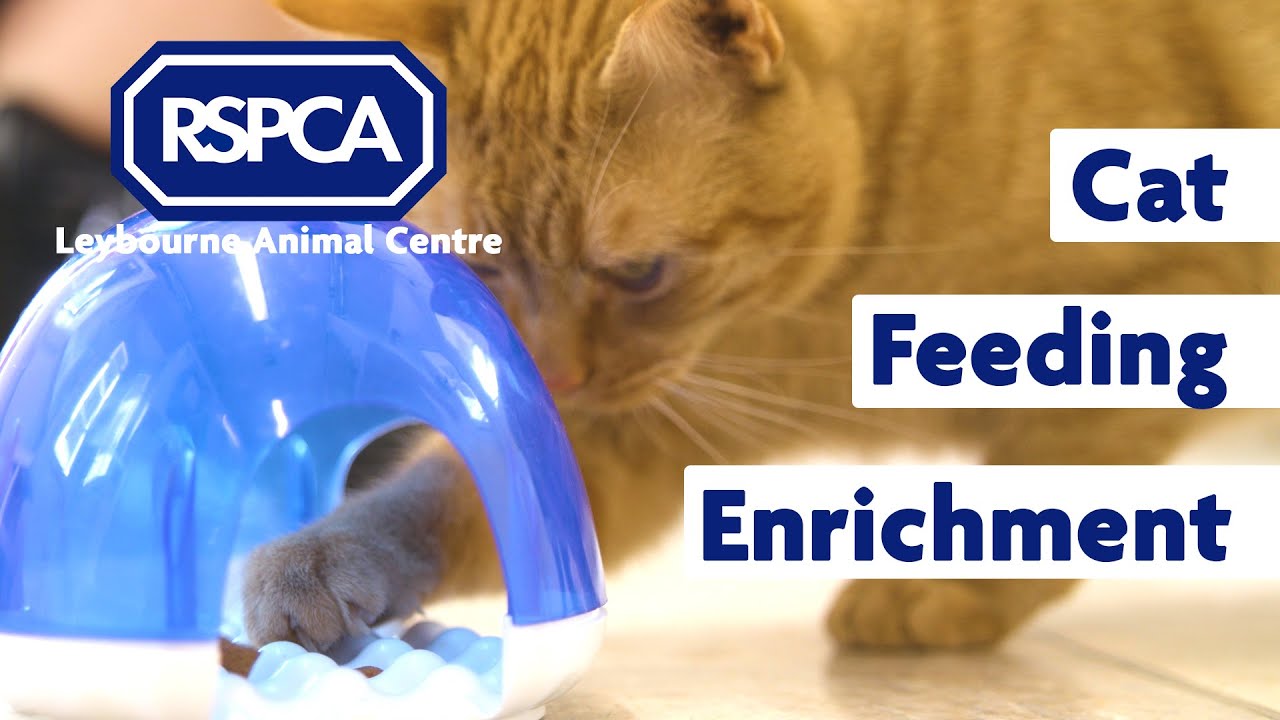 3 Ways To Enrich Your Cat's Feeding Times YouTube