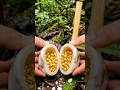 Gold nuggets transforming from rock vein discovery