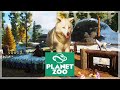 Our First Disaster.. | Planet Zoo Ep.3