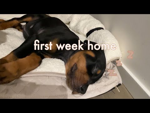 We got a Doberman puppy