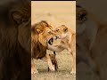 Lion Dad Gets Told Off for Playing Too RoughA playful lion swats his cub, then mom steps in and