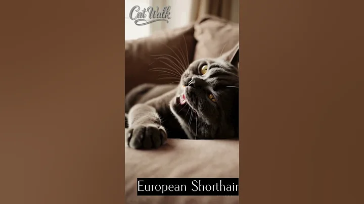 Video 8687301: european shorthair cat, cat lovers adorable, cat walk, cat fun