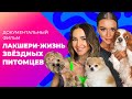 У кота СВОЯ квартира! Как живут домашние питомцы звезд? | Документальный фильм МУЗ-ТВ