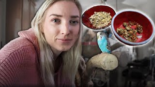 Make Your Own Seed Mix for Small Parrots | (Sharing My Recipe!)