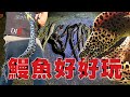 野柳漁港釣鰻魚 🐟 DAIWA ANALYSTAR TENYA TACHIUO ML-180 🐟  DIO魚Fishing － 野柳漁港