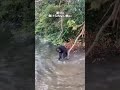 ゴリラがあまりにも人間過ぎる爆笑動画