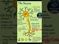 The neuron #humannervoussystem #neetbiology #biologylecture #acidsandbases #biologyforstudents