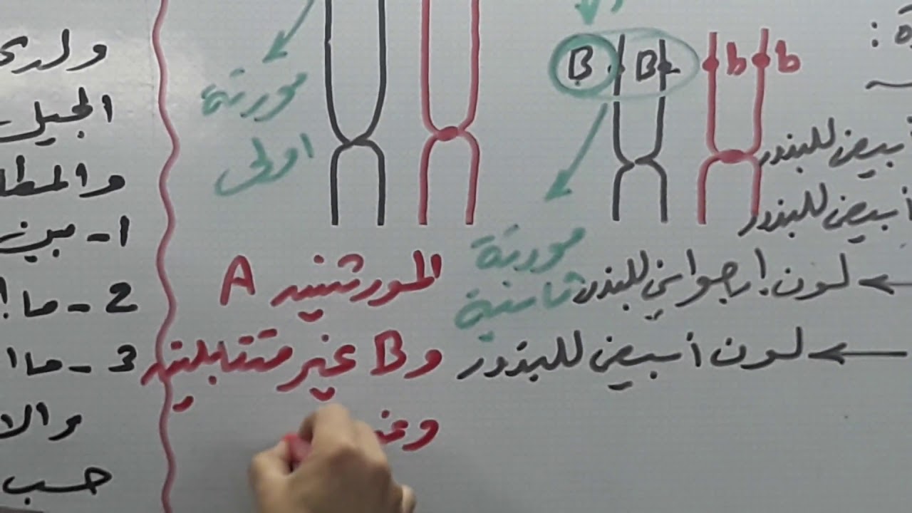 ثانوية العودة الخاصة بحلب/ تأثر المورثات وتعديلات النسب المندلية في الهجونة / صلاح الدين بطل