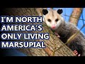 Opossum facts: not possums! | Animal Fact Files