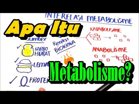 Video: Apa itu kuis jalur metabolisme?