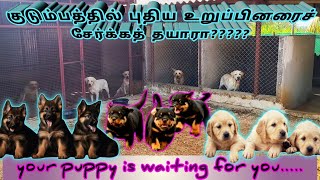 Dog puppies for sale | Best quality & kennel | All dog breeds available