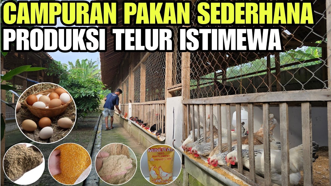 WAJIB TAU!! CAMPURAN PAKAN KHUSUS UNTUK INDUK💯