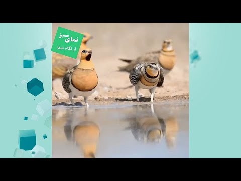 نمای سبز یورونیوز باقرقره های شکم سفید پرندگانی اجتماعی