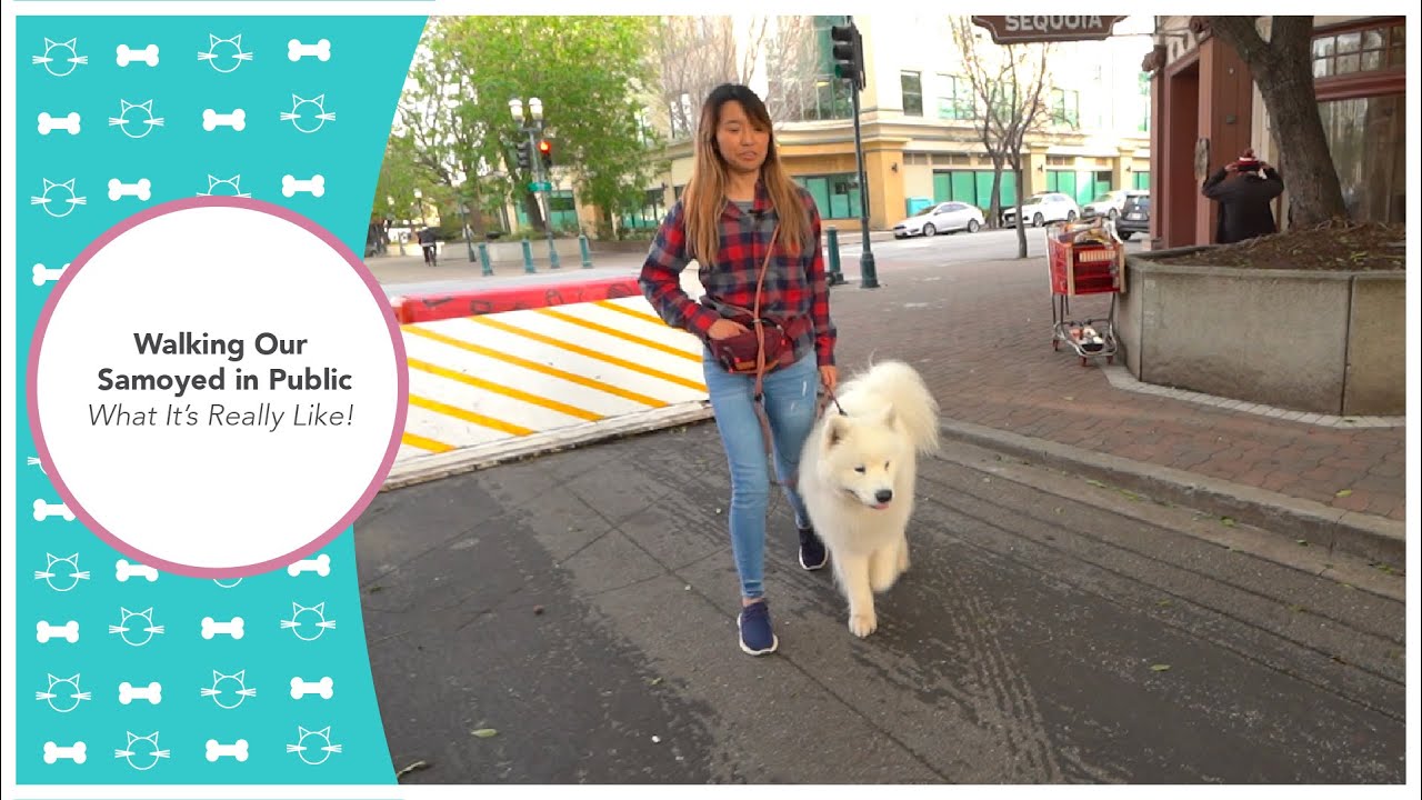 Выгул самоеда в общественных местах — каково это на самом деле! | Дрессировка собак, дрессировка ...