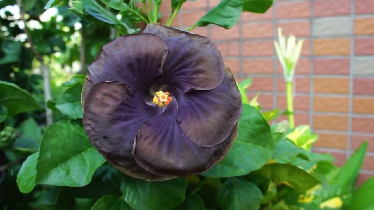 Hibiscus Rosa Sinensis,My seedling,Name: