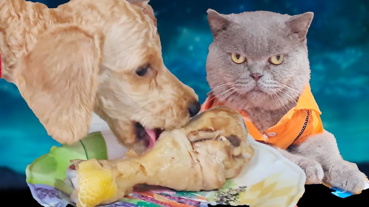 Cat steals chicken thighs from puppy Bibi YouTube