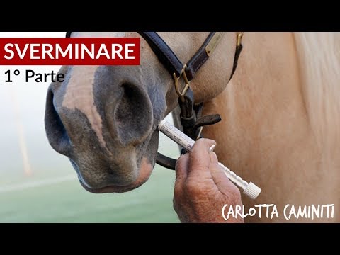 Video: Esantema Coitale Nei Cavalli Horse