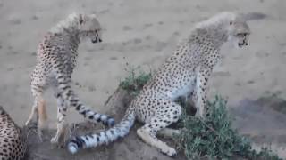 Malaika! and the boys - Cheetah pt. 2 -  Africa 2017 Part 19 - Rekero 4 Wealth