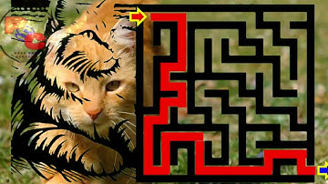 Cat Maze