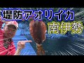 奈屋浦漁港でアジを釣って、アオリイカのヤエン釣りに挑戦です【サビキ＆ヤエン】