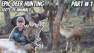 Deer Hunting Bonanza Part # 1 || EPIC Deer Hunt || Fallow & Red Deer Rut || 3006 Rifle || Stalking