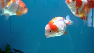 kcs金魚 hello kitty20111119