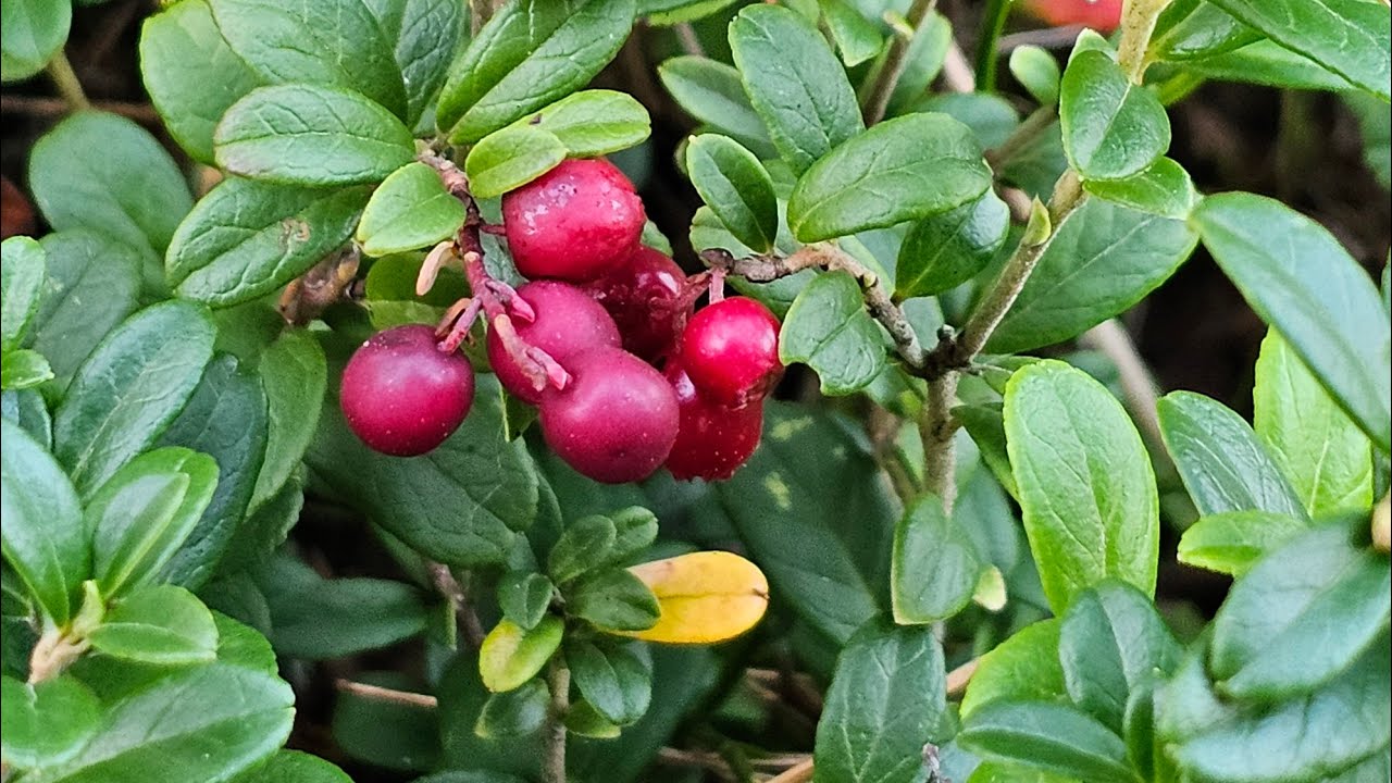 Vähän puolukoita Piin kanssa. A little lingonberry with Pii.