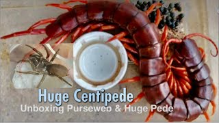 Unboxing Huge Centipede & Purseweb Spider