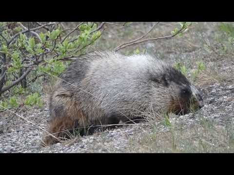 Another Marmot