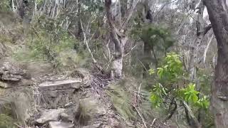 2 Minutes of Bushwalking Ambience