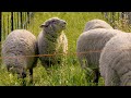 Sheep at Shafer (set to J.S. Bach's "Sheep May Safely Graze")