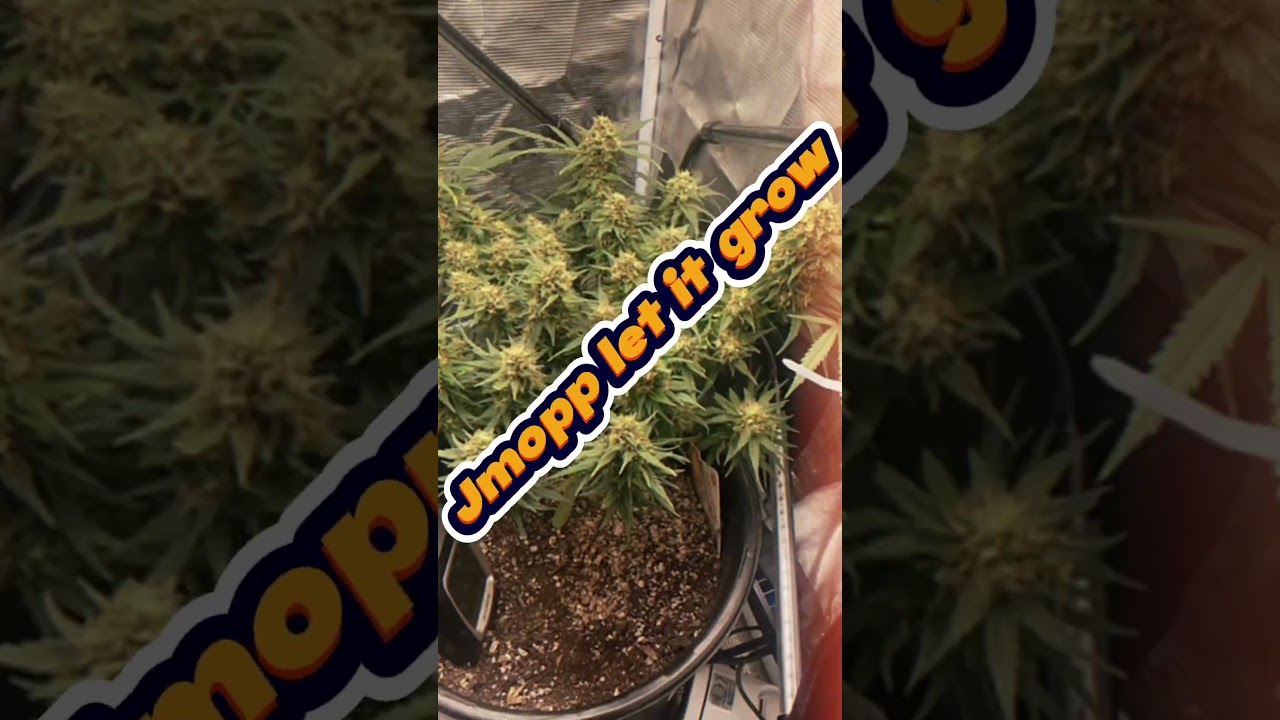 Come follow me for quality fire cannabis content. Let’s run this channel up.