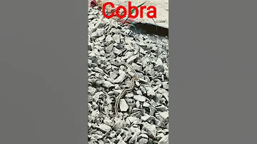 Https Www Facebook Com Share 177SDRMgJ1 Snake Cobra Facts Wildlife Animals Kingcobras Son 