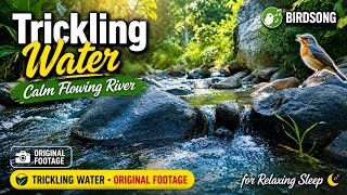 TRICKLING WATER For Relaxing Sleep, Calm RIVER FLOWING With Bird Song Original Fotage 📽 No AI