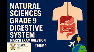 Natural Sciences Grade 9 Digestive System Term 1