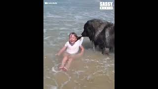 Caring dog gets the wrong end of the stick as little girl plays in the sea #dogs by TubiPlus No views 1 month ago 2 minutes, 49 seconds