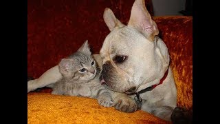 French Bulldog loves Cat  French Bulldog Vs Cats Videos 2017