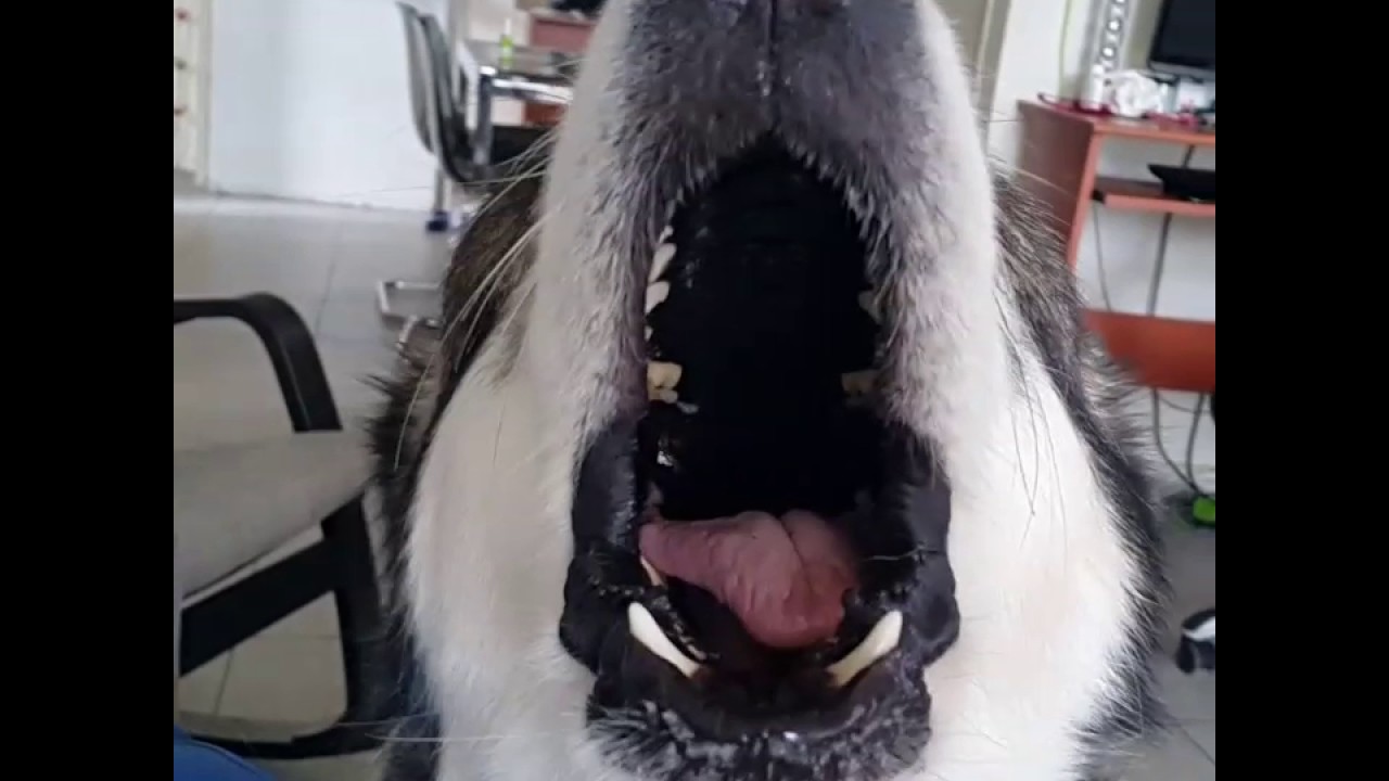 Funny dog howling and her tongue is vibrating!