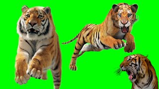 real tiger green effect video||tiger green screen video no copyright#tigerattackmomentvideo