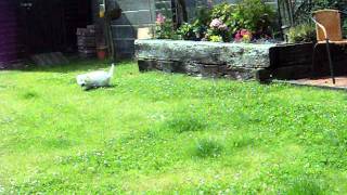 my mad dog chasing  bubbles again
