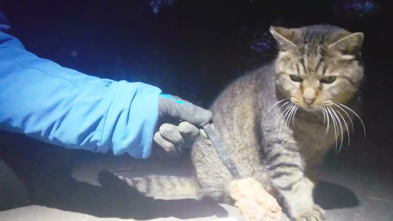 こちらの縄張りまでお迎えに来てくれたうろうろチビ太君❗尻尾フリフリ⤴️帽子にスリスリ⤴️お兄さんからササミトッピング⤴️うろうろせず毎朝出てきて下さいニャー♥️