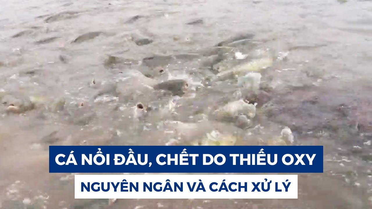 Cá nổi đầu, chết do thiếu oxy. Nguyên nhân và cách xử lý - reduce fish death due to lack of oxygen