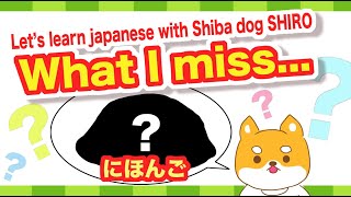 What I miss... (Let's learn Japanese with Shiba dog SHIRO)😊🇯🇵にほんご🌸