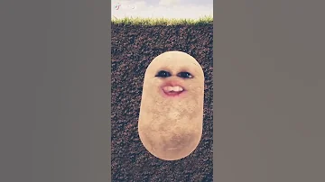أنا البطاطا الصفرة 