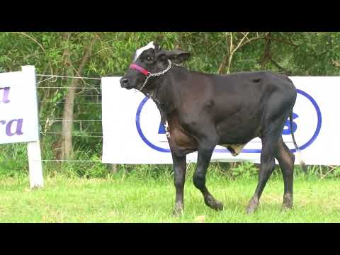 LOTE 30   FAZENDA CACHOEIRA   2905CA