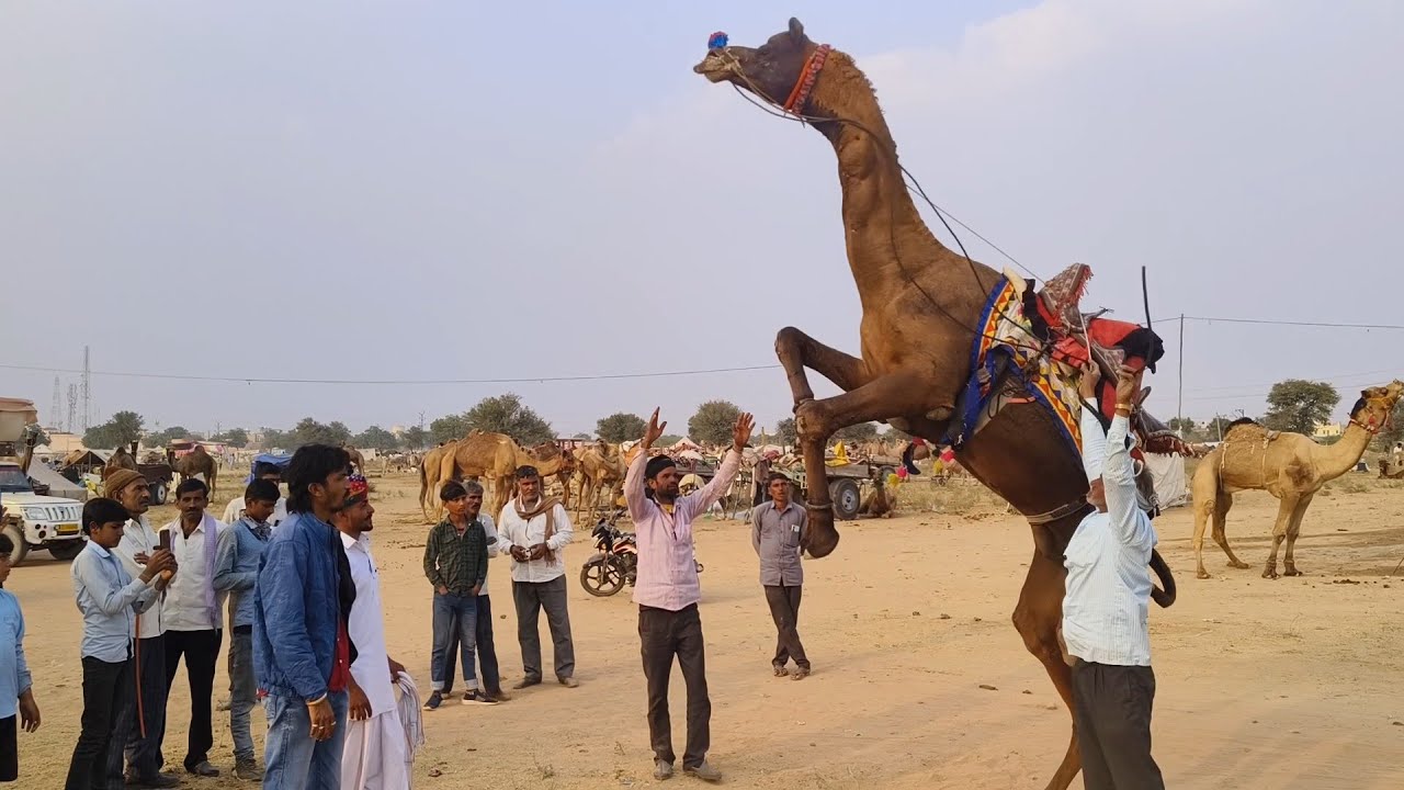 नागौर मेले में आकर्षक का केंद्र बना कजोड़मल का कालू ऊंट || nagaur pashu mela 2025